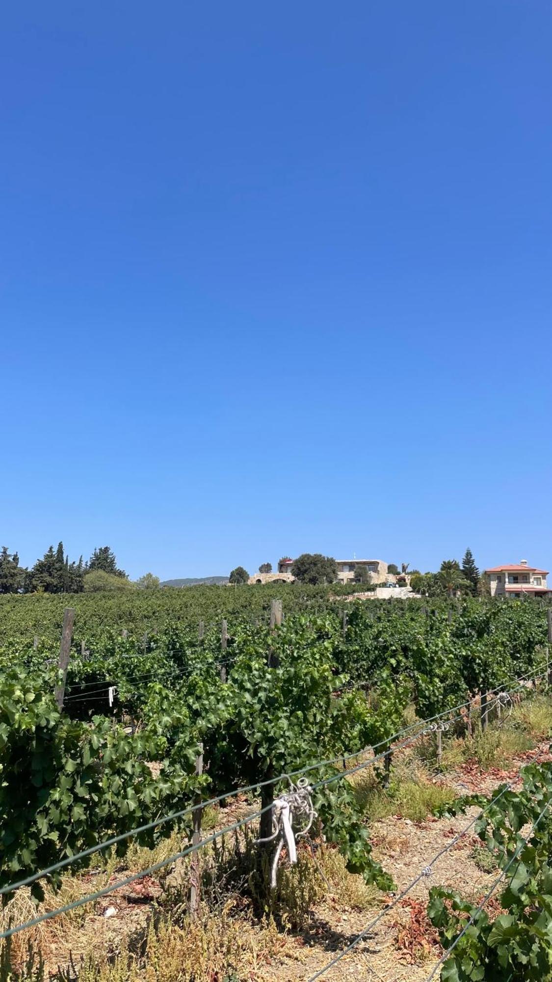 Datca Vineyard Guesthouse 外观 照片