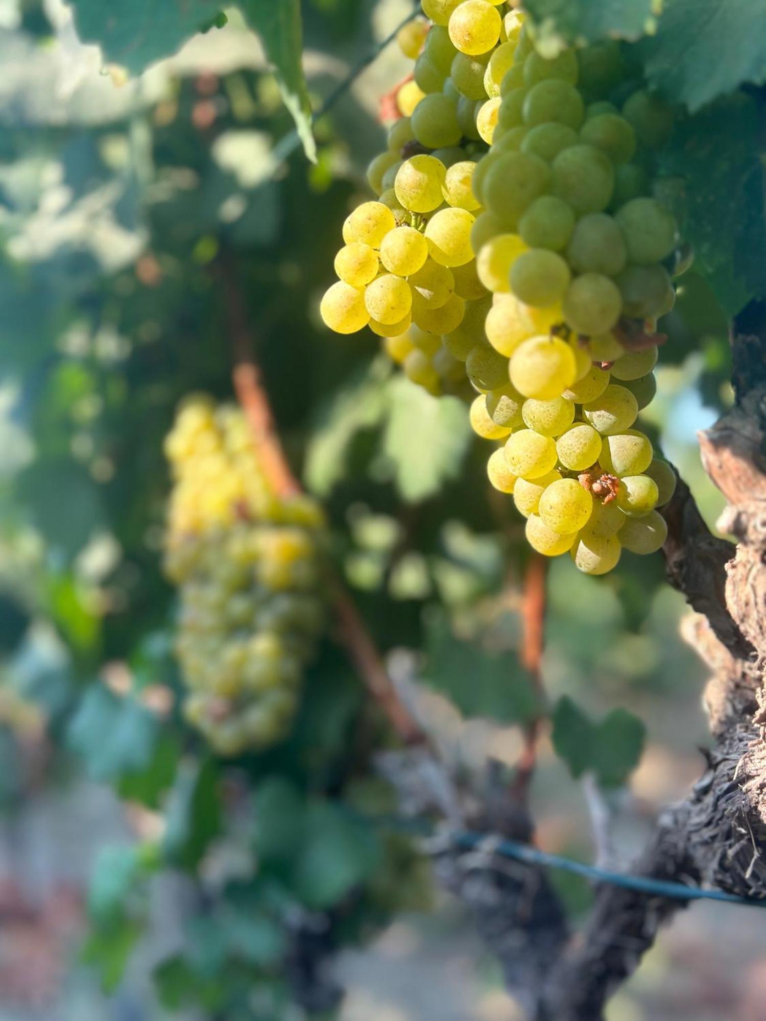 Datca Vineyard Guesthouse 外观 照片