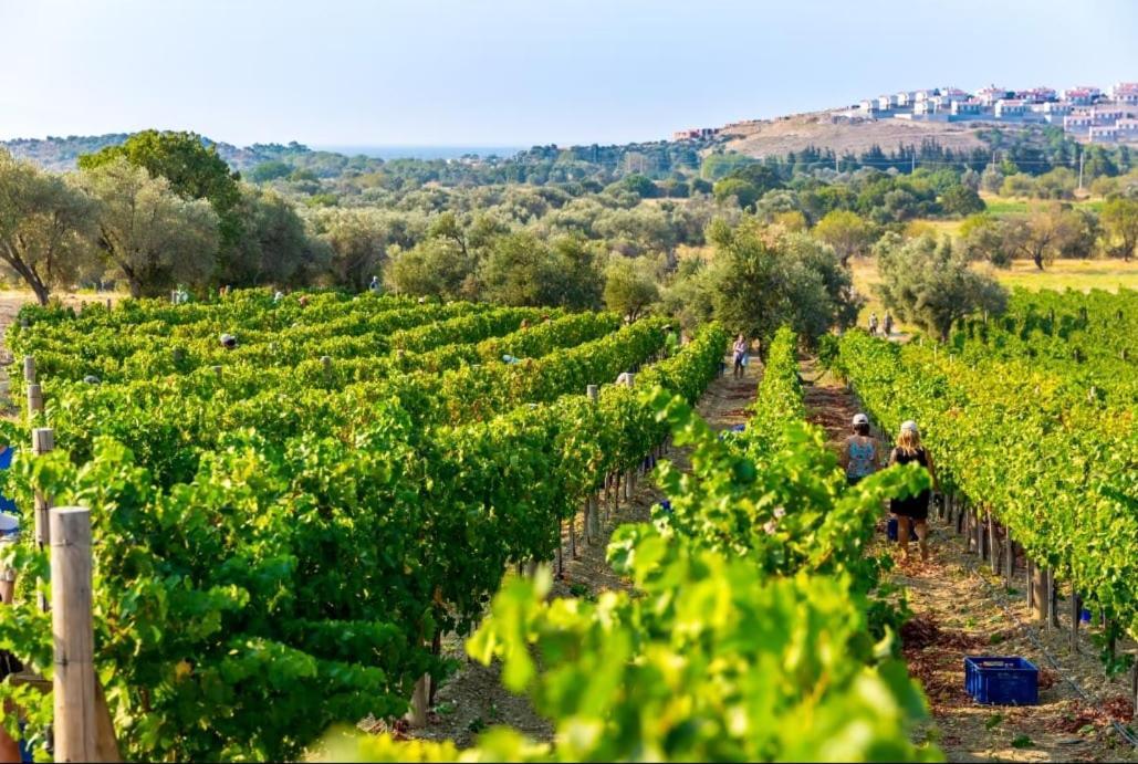Datca Vineyard Guesthouse 外观 照片